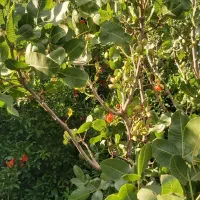 باغچه نقلی چهاردیواری فاصله تا تهران ۲۰ دقیقه|فروش خانه و ویلا|خاوران, |دیوار