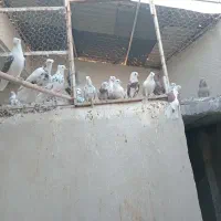 کبوتر|پرنده|گرمسار, |دیوار