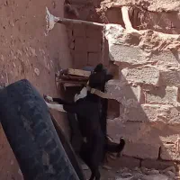 سگ نگهبان|سگ|کرمان, |دیوار