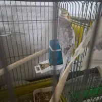 عروس هلندی نر سخنگو  رام