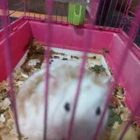 همستر نر و ماده با بچه|موش و خرگوش|آستانه اشرفیه, |دیوار