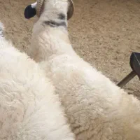 تعدادی بره نر سفید شاخی