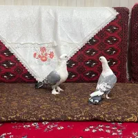جفت ساتن|پرنده|زابل, |دیوار