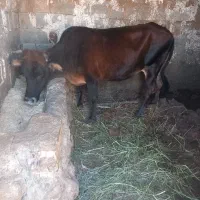 شنگل چاق آمادی قصابی