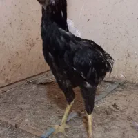 خروس لاری جوان|حیوانات مزرعه|رضویه, |دیوار