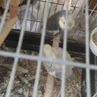 عروس هلندی جفت|پرنده|تهران, نازیآباد|دیوار