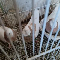 کفتر|پرنده|نیشابور, فضل|دیوار