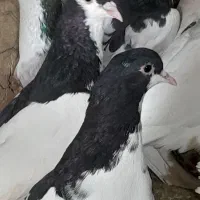 یک بوم کفتر چپ و ساده پرشی