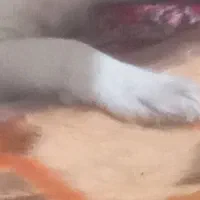 سگ پیدا شده