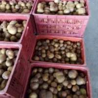 خرید و فروش کیوی سوخته و ریز دوقلو