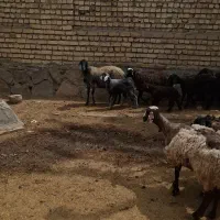 شیشک میش بره دار