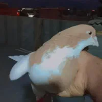 کبوتر|پرنده|مرودشت, شهرک مهدیه|دیوار