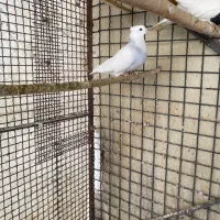 کبوتر طوقی آبی|پرنده|رودهن, |دیوار