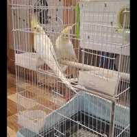 جفت عروس هلندی