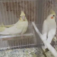 عروس هلندی مرغ عشق کوتوله قفس لانه و لوازم پرنده