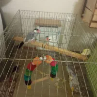 فنچ نرگسی جفت|پرنده|اسلامشهر, مسکن مهر اسلاشهر (شهرک امام خمینی)|دیوار