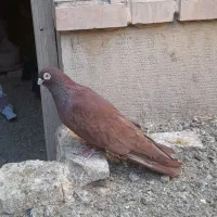 نر صرب شهرضا