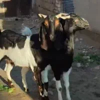 دو. راس بز فروش فوری