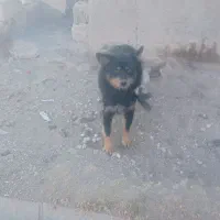 سگ ژرمن باهوش