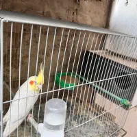 یک جفت عروس هلندی کار داده همراه با تخم