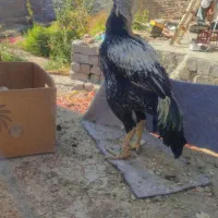 لاری اصیل|حیوانات مزرعه|نقده, |دیوار