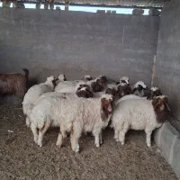 بره|حیوانات مزرعه|آبدانان, |دیوار