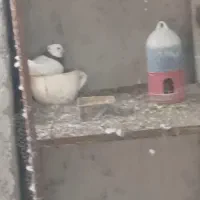 کفتر طوقی نر