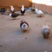 کربلایی زرد و مشکی