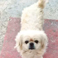 هاپوی خوشگل