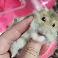 همستر سوری همراه با جزیره