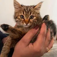 گربه خونگی شیراز و صدرا