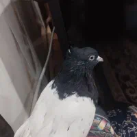 کفتر ماده کله سیاه|پرنده|پلدختر, |دیوار