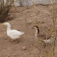 فروش  غاز ، خروس و اردک