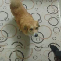 فروش سگ نژاد شیتزو