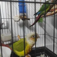 یک جفت مولد|پرنده|رودهن, |دیوار