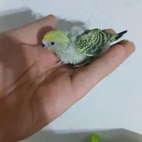 فروش تعدادی جوجه مرغ عشق سرلاکی