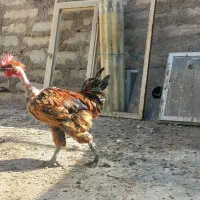 مرغ و خروس دم تخم رسمی محلی گردن لختی.|حیوانات مزرعه|تهران, جوانمردان (اندیشه)|دیوار