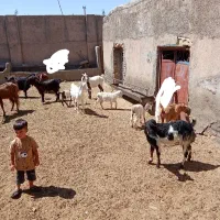 بزبزغاله