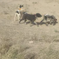 سگ قدرجونی اصیل|سگ|اصفهان, نصرآباد|دیوار