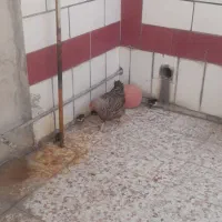 مرغ با جوجه