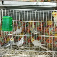 عروس هلندی|پرنده|مشهد, قائم|دیوار