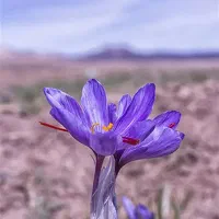زعفران