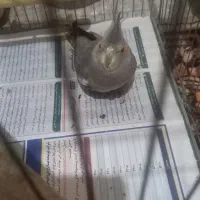 عروس هلندی ۳ ماهه