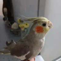 عروس هلندی ماده کاملا سالم و رام