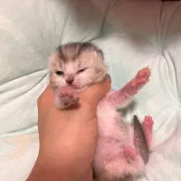 رزرو رزو گربه بریتیش سیلور گری|گربه|نوشهر, |دیوار