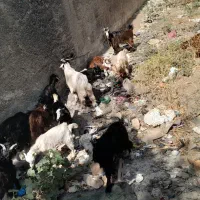 توشک