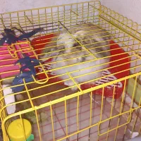 خرگوش لوپ اصل