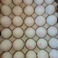 پخش تخم مرغ زرد طلایی ،مستقیم از مرغداری
