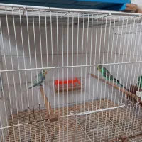 مرغ عشق|پرنده|تایباد, |دیوار