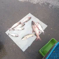 ماهی زنده کپور آمور فیت فاک|ماهی|گرگان, |دیوار